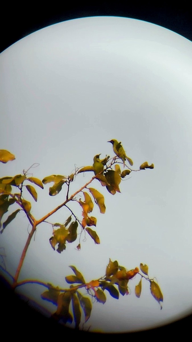 Golden-fronted Leafbird - ML648482221
