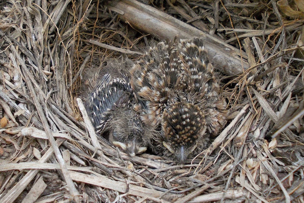 Terrera Orejiblanca - ML648483344