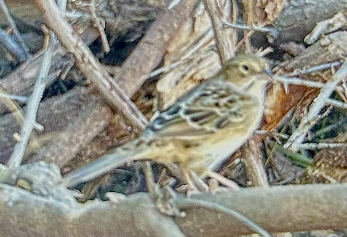 Cassin's Sparrow - ML648483349