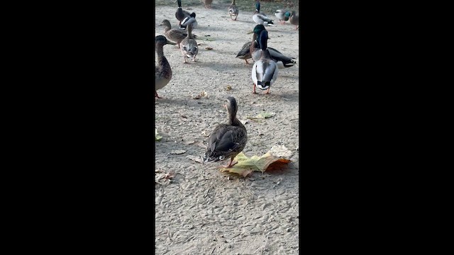 Stockente - ML648483507