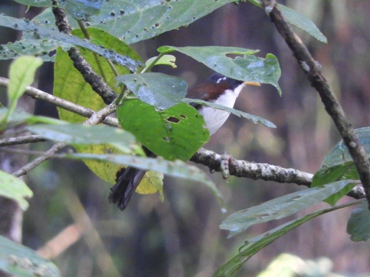 Javan Scimitar-Babbler - ML648483881