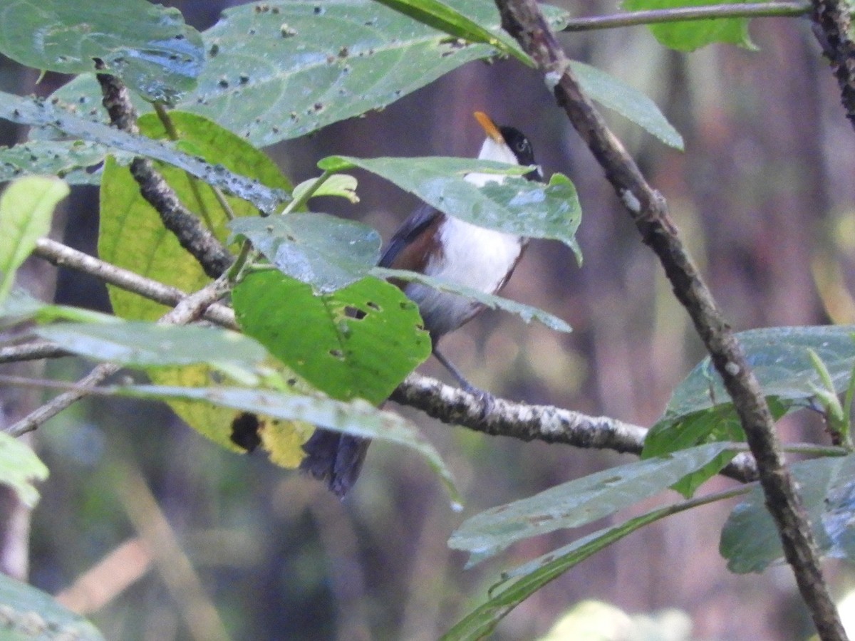 Javan Scimitar-Babbler - ML648483882