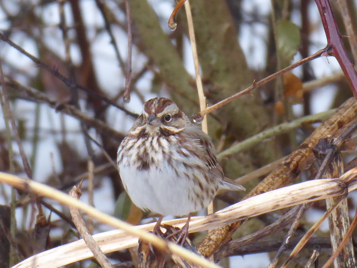Song Sparrow - ML648483931