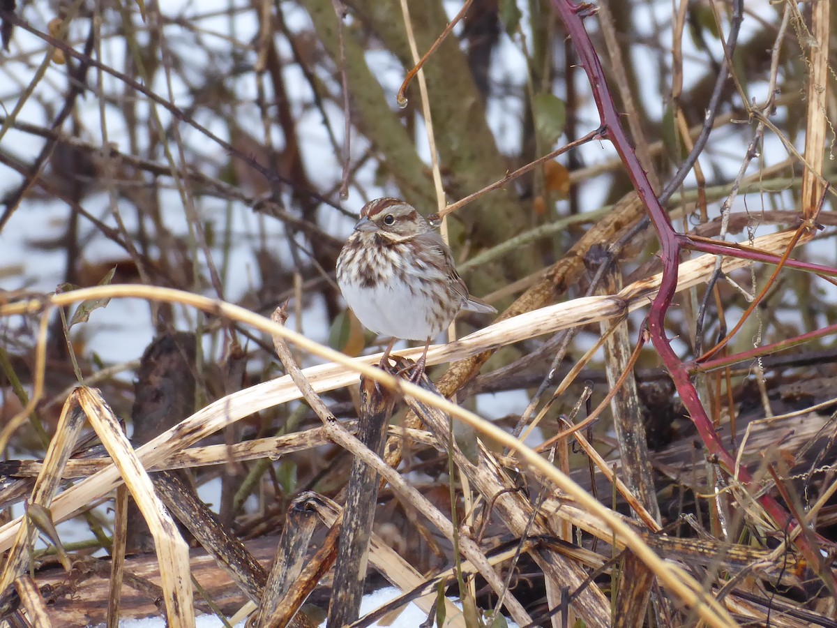 Song Sparrow - ML648483938