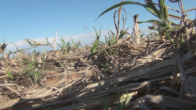 Terrera Orejiblanca - ML648483979