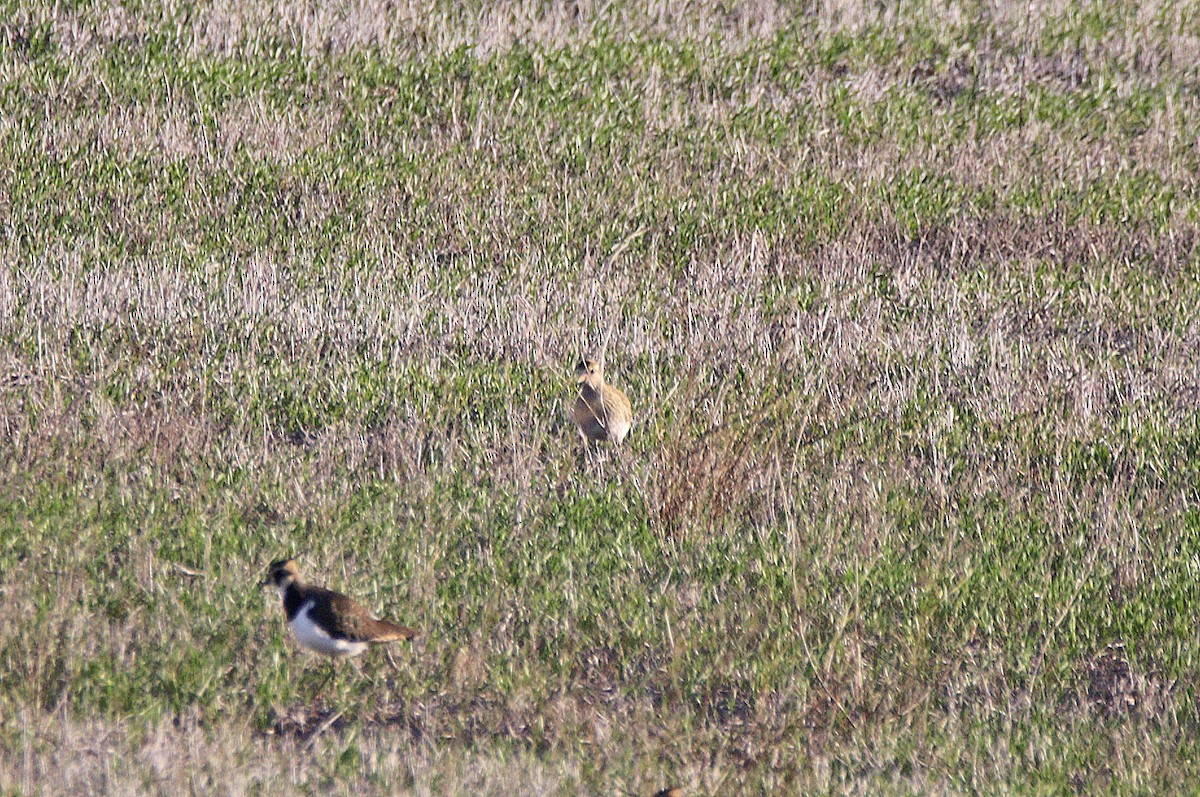 Goldregenpfeifer - ML648484117