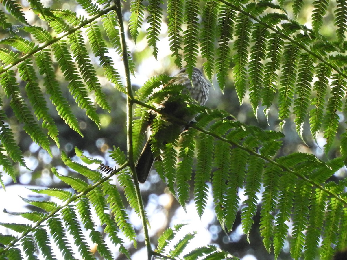 Javan Bulbul - ML648484148