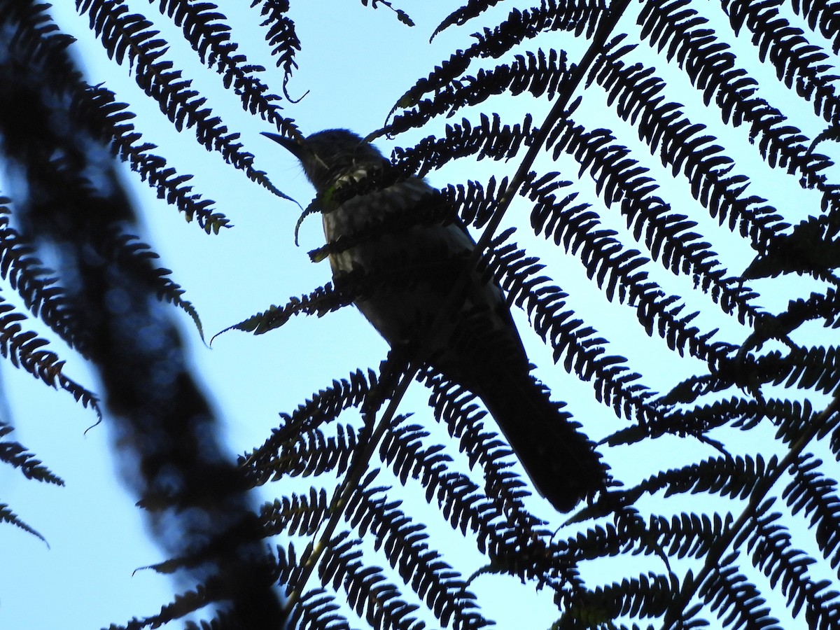 Javan Bulbul - ML648484149