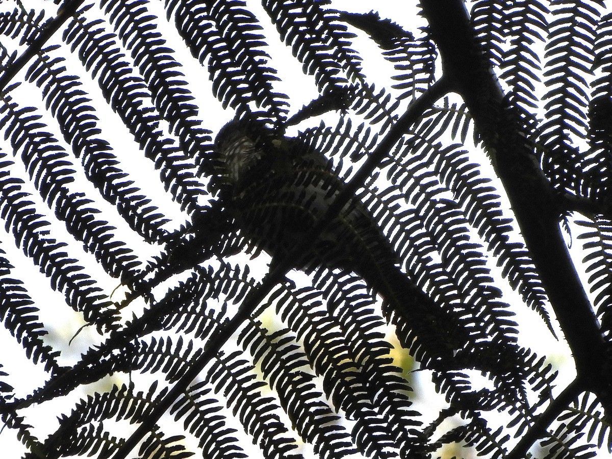 Javan Bulbul - ML648484150