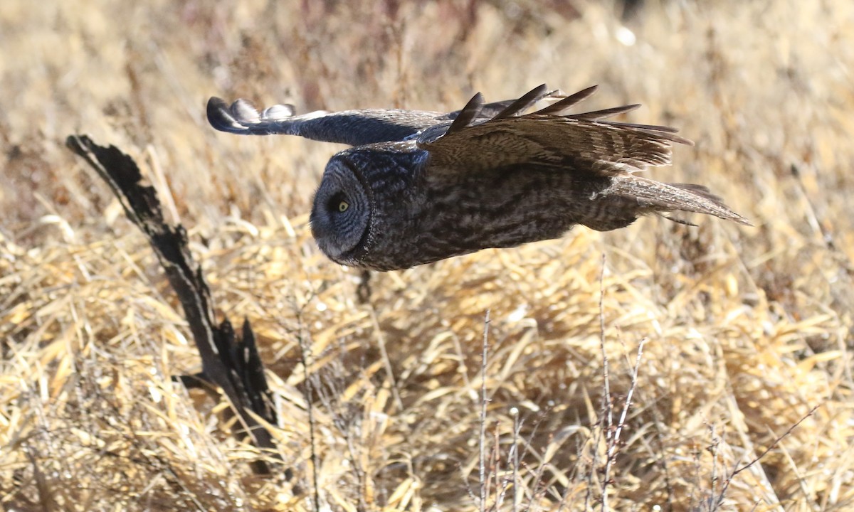 Urubi laponiarra - ML648484406