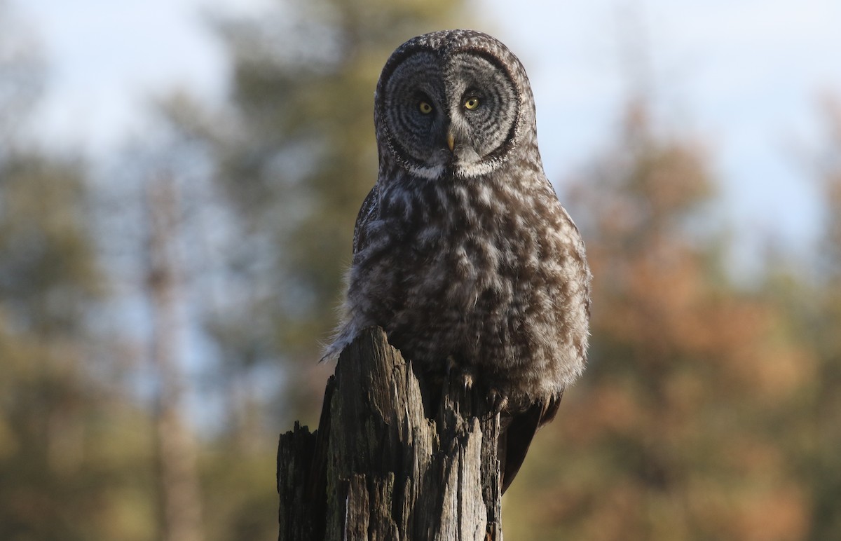 Urubi laponiarra - ML648484407