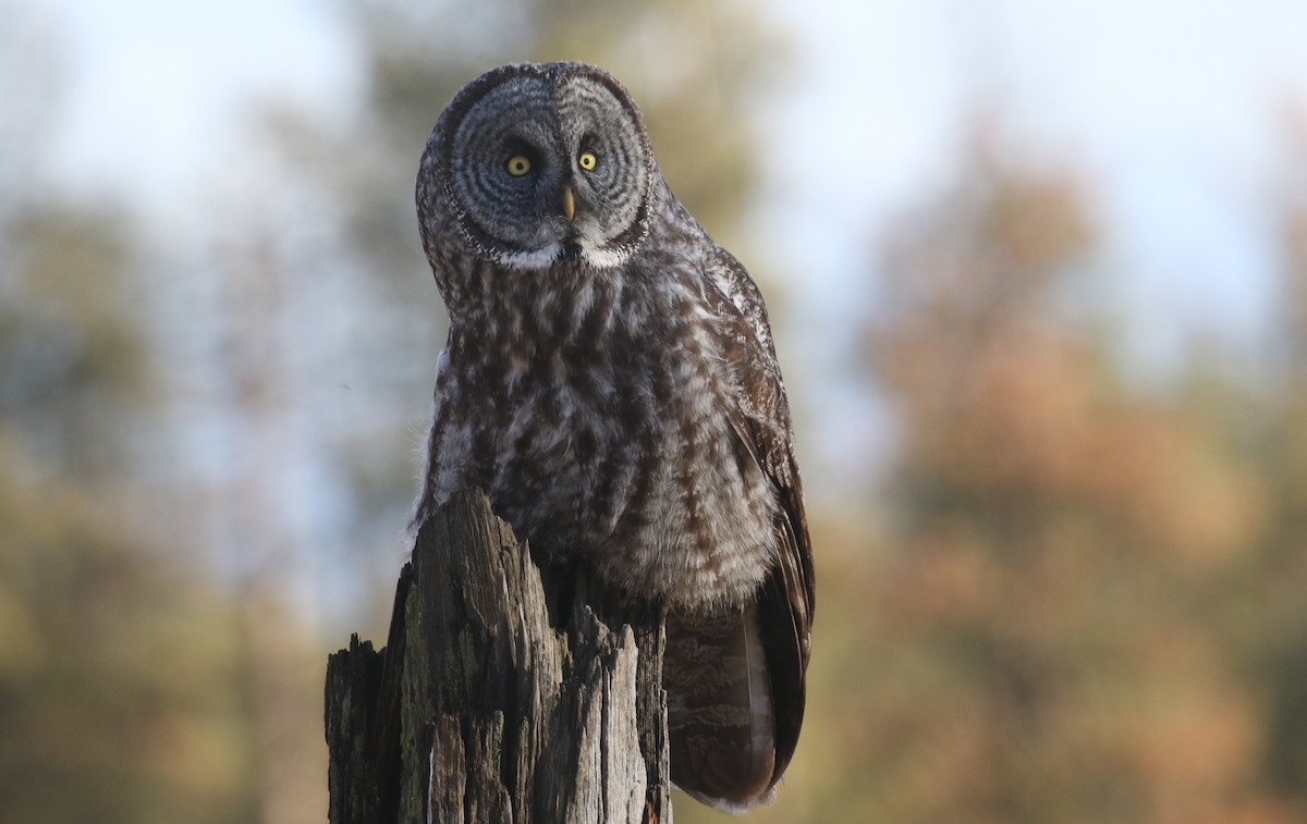 Urubi laponiarra - ML648484408