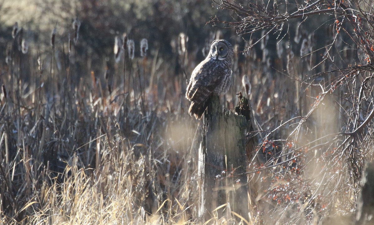 Urubi laponiarra - ML648484409