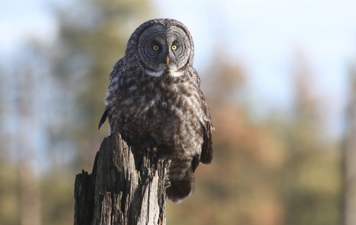 Urubi laponiarra - ML648484410