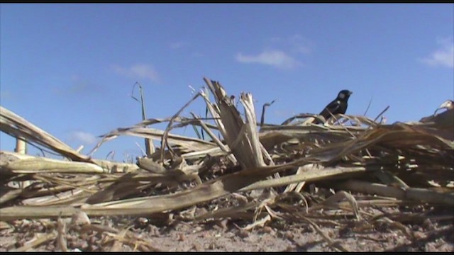 Terrera Orejiblanca - ML648484953