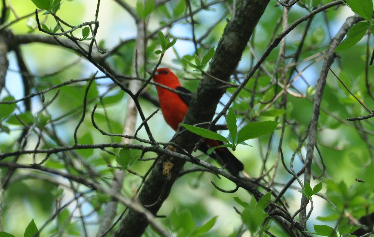 Scarlet Tanager - ML648485228