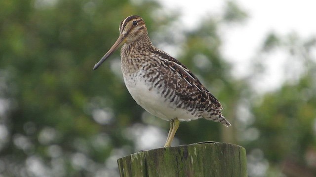 Баранець неотропічний - ML648486049