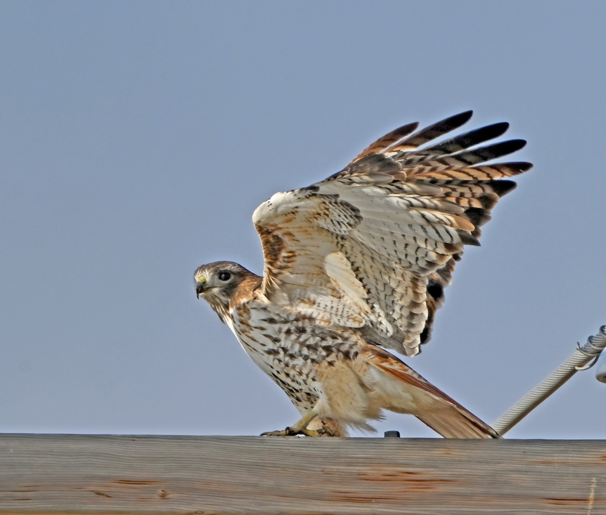 Busardo Colirrojo - ML648486571