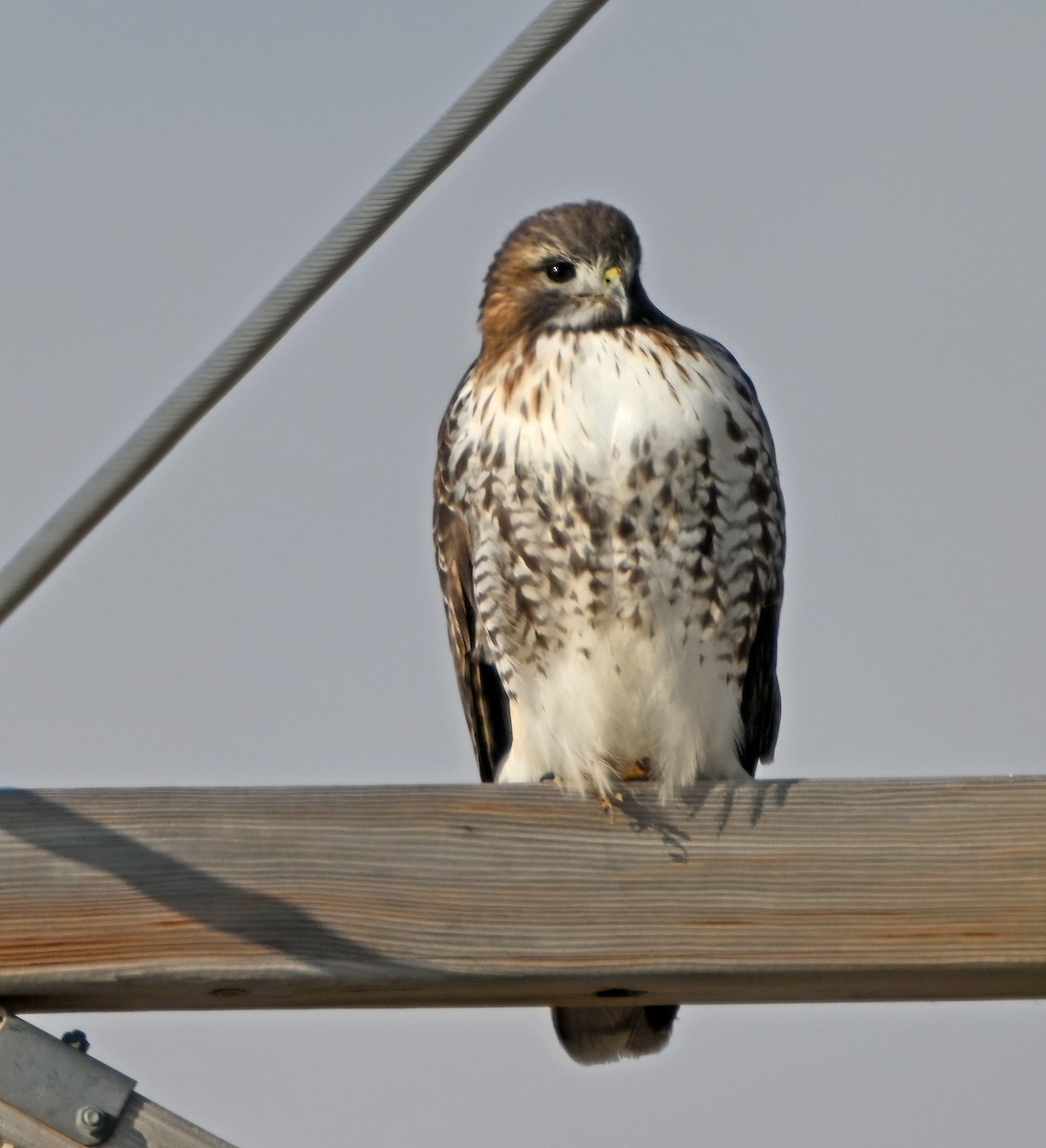 Busardo Colirrojo - ML648486572