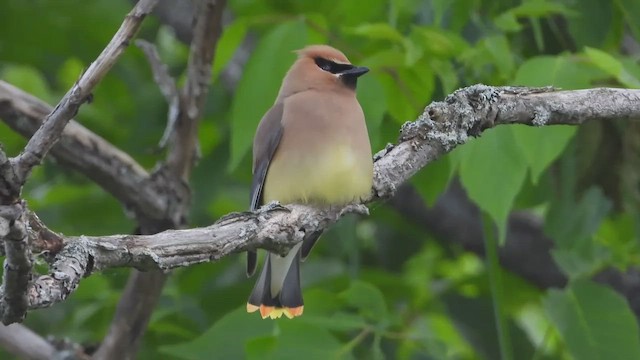 Cedar Waxwing - ML648487421