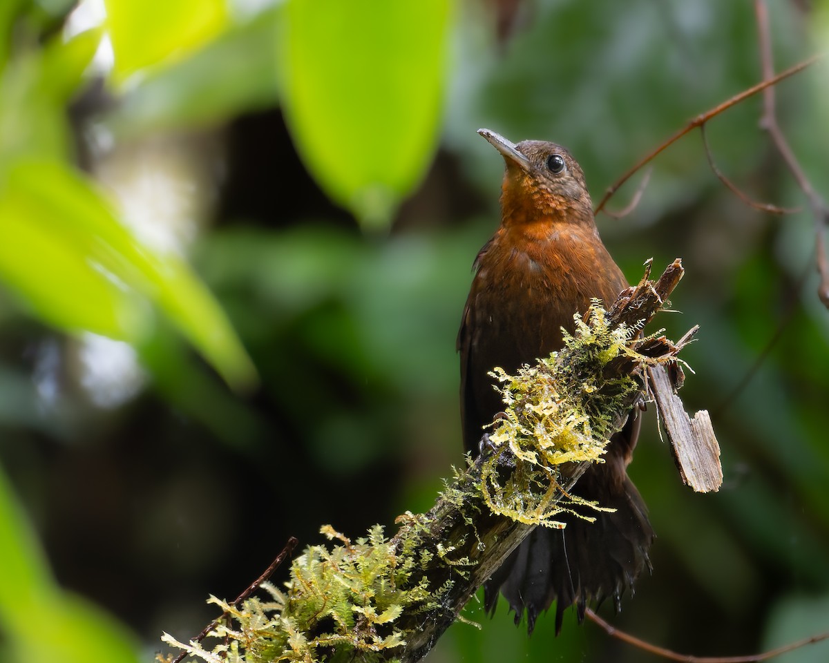 Sclérure à gorge rousse - ML648487599