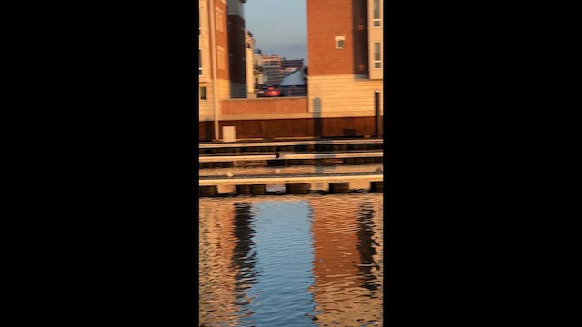 Cormoran à aigrettes - ML648487668