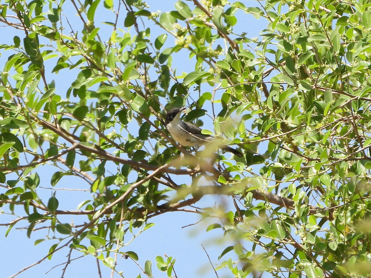 Arabistan Ötleğeni - ML648487750