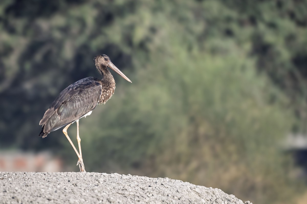 Black Stork - ML648487816