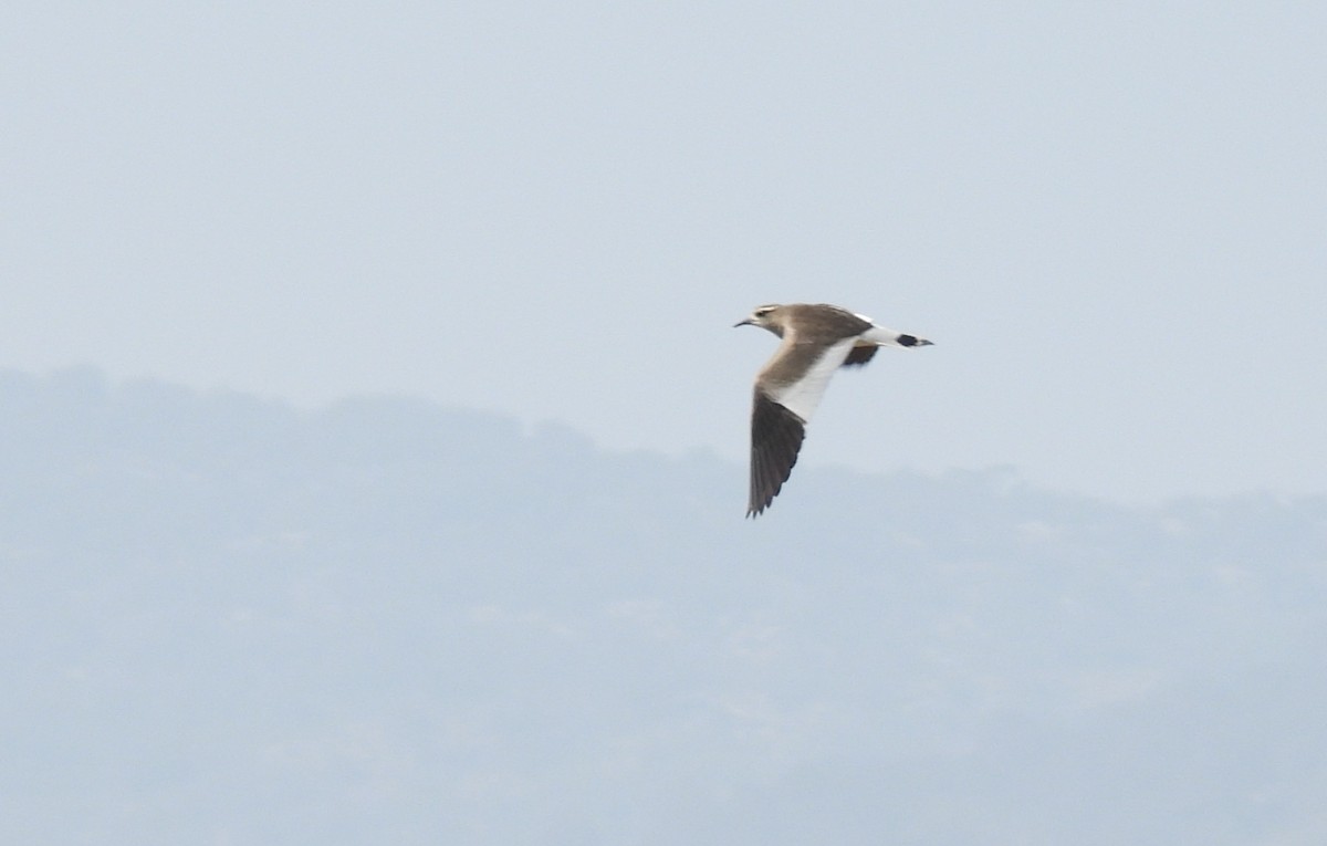 Sociable Lapwing - ML648487926