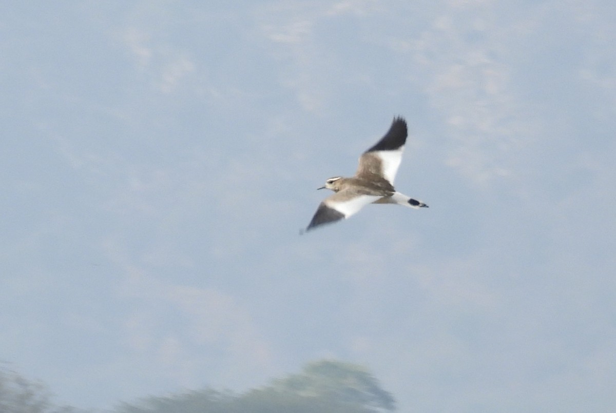 Sociable Lapwing - ML648487927