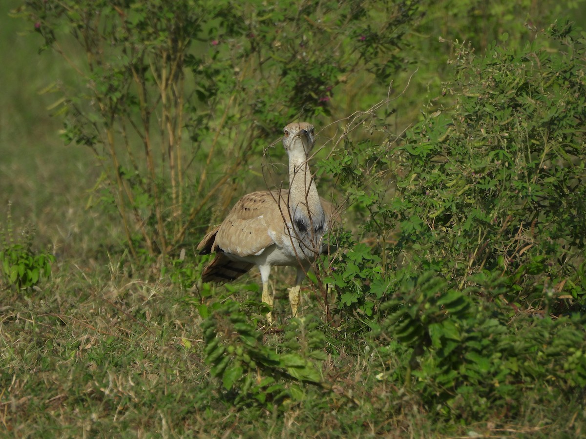 Asian Houbara - ML648487983