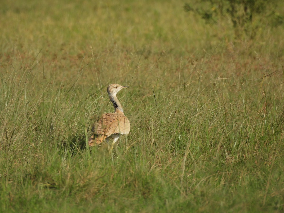 Asian Houbara - ML648487984