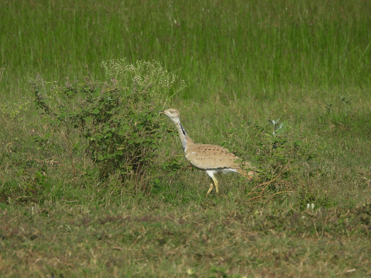 Asian Houbara - ML648487985