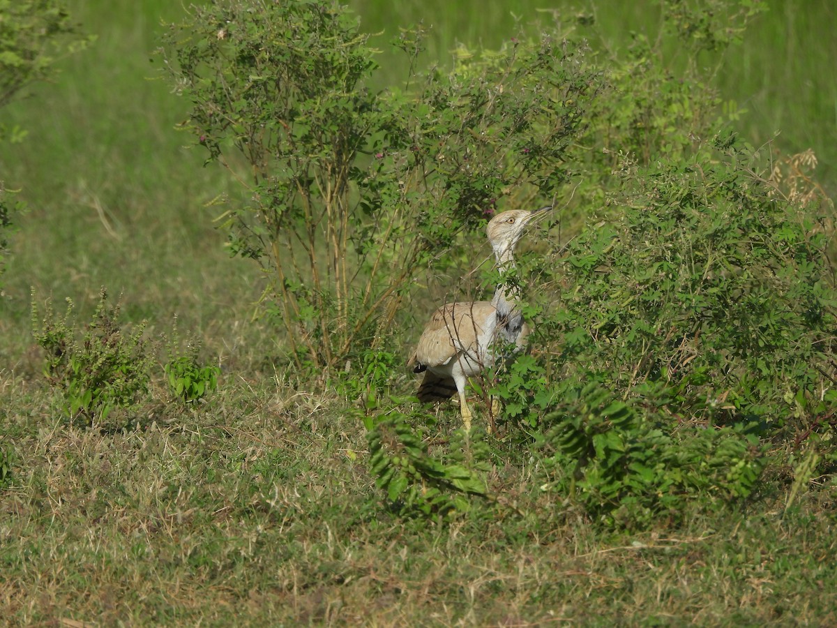 Asian Houbara - ML648487986