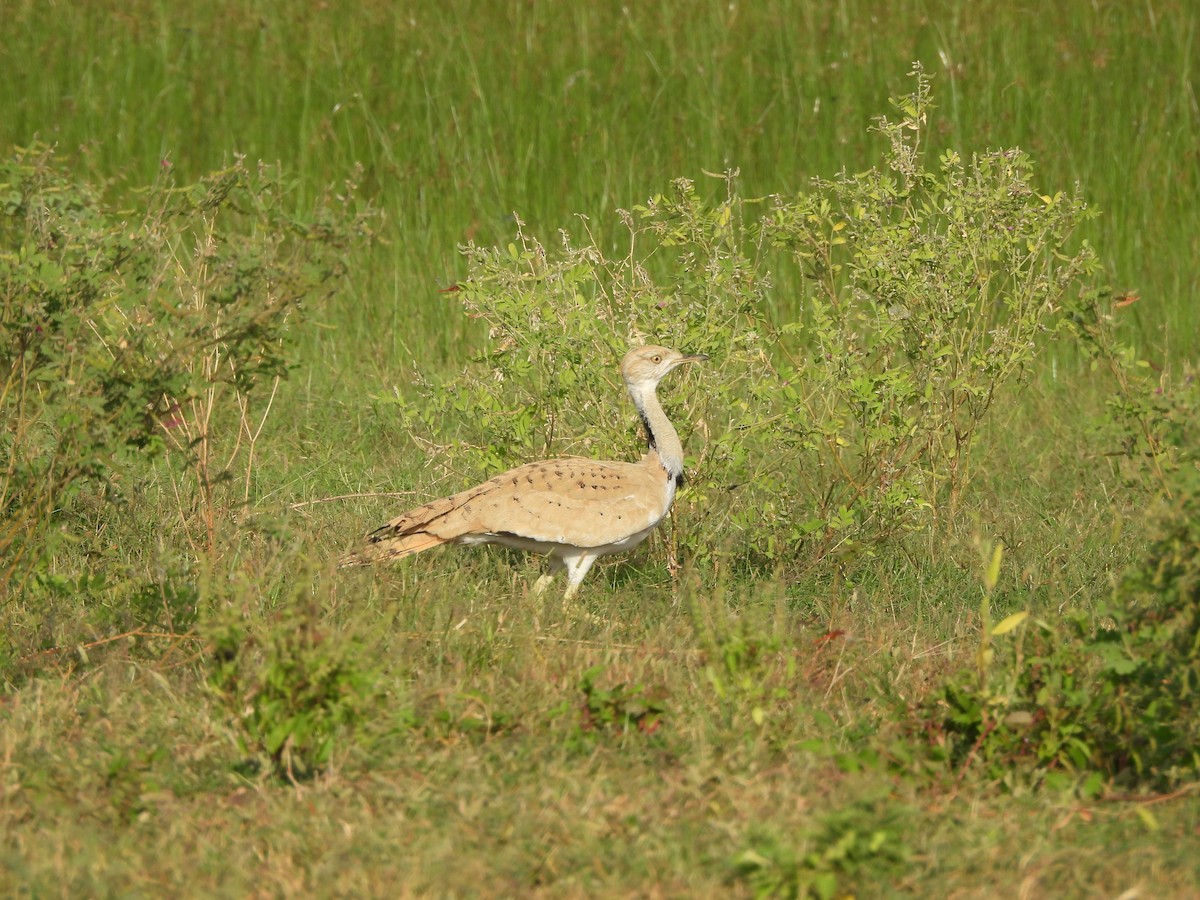 Asian Houbara - ML648487987