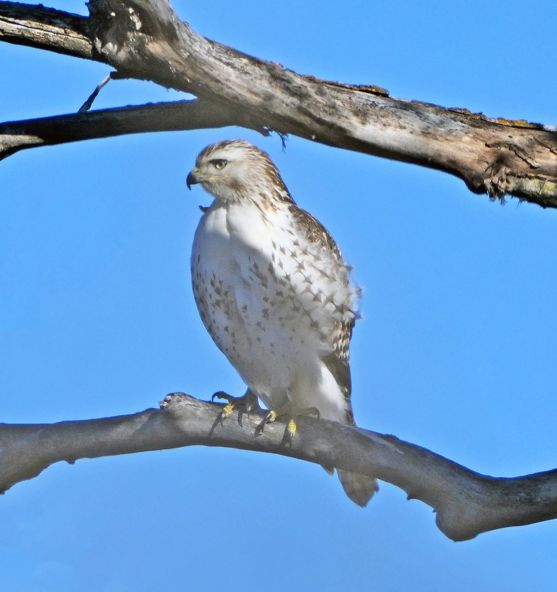 Busardo Colirrojo - ML648488131