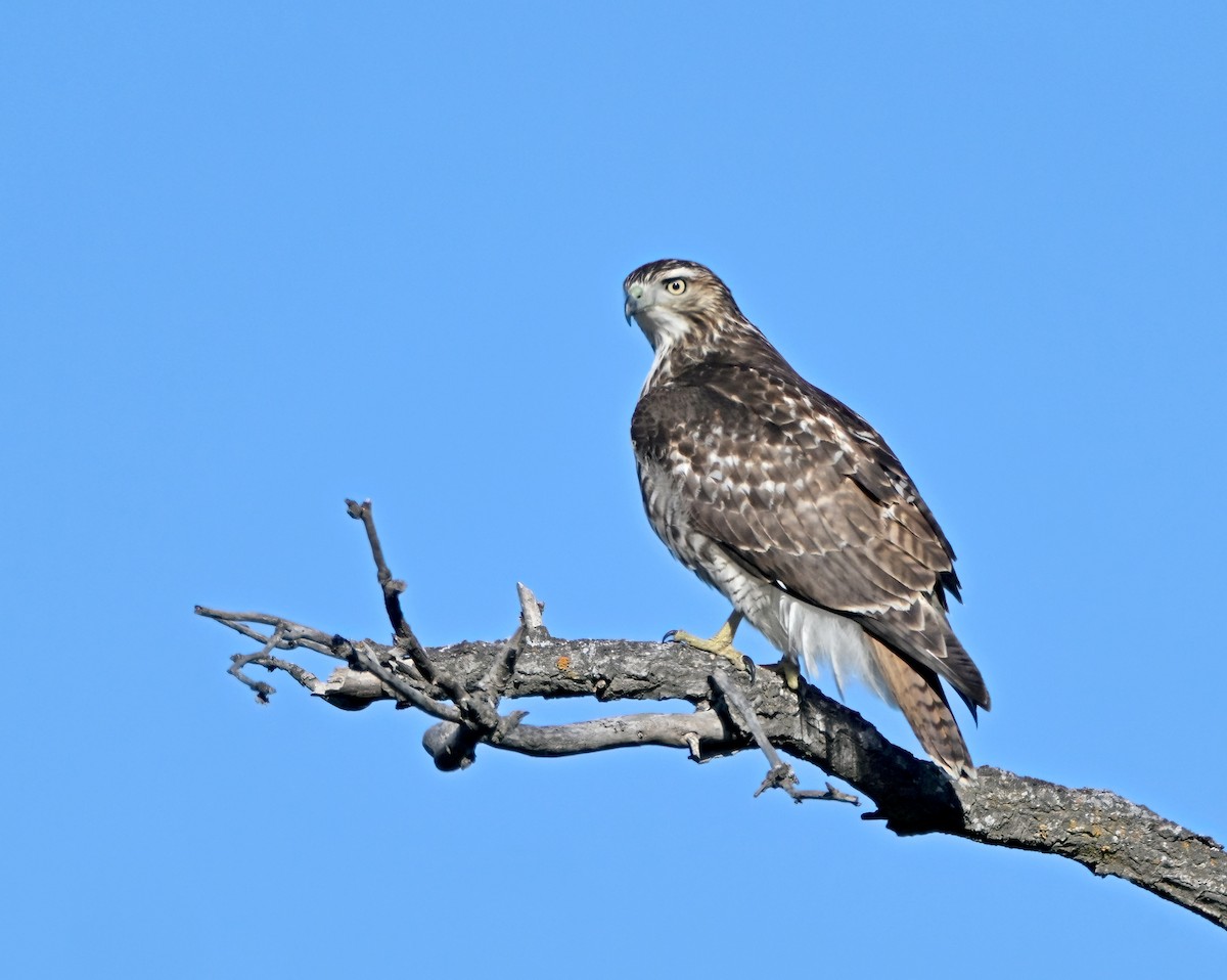 Busardo Colirrojo - ML648488132
