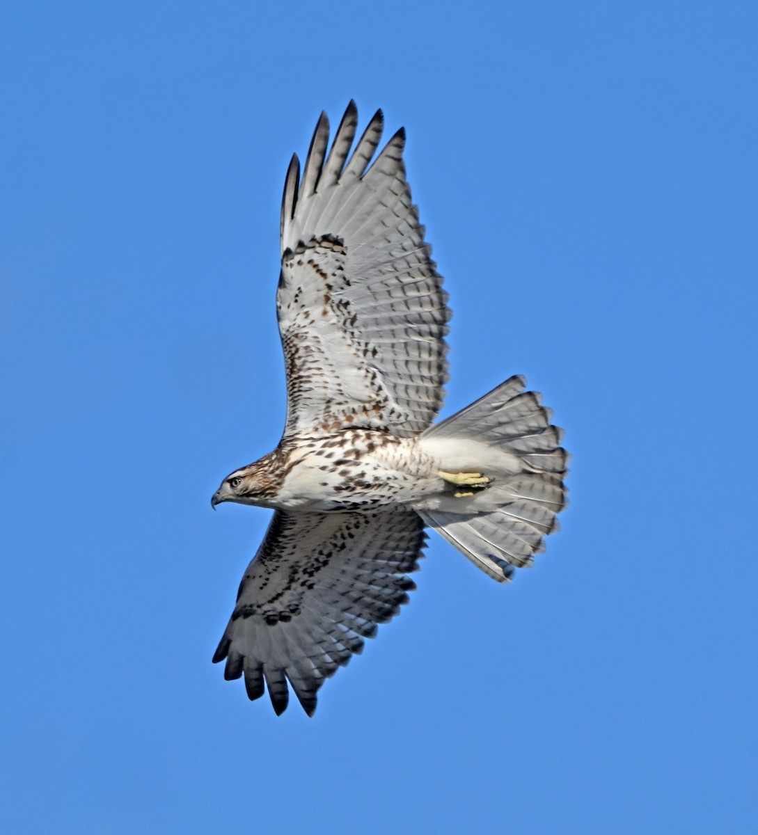 Busardo Colirrojo - ML648488133