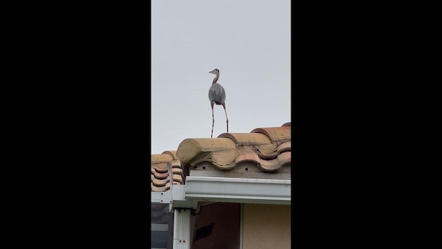 Great Blue Heron - ML648488211