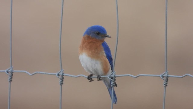 Eastern Bluebird - ML648488390
