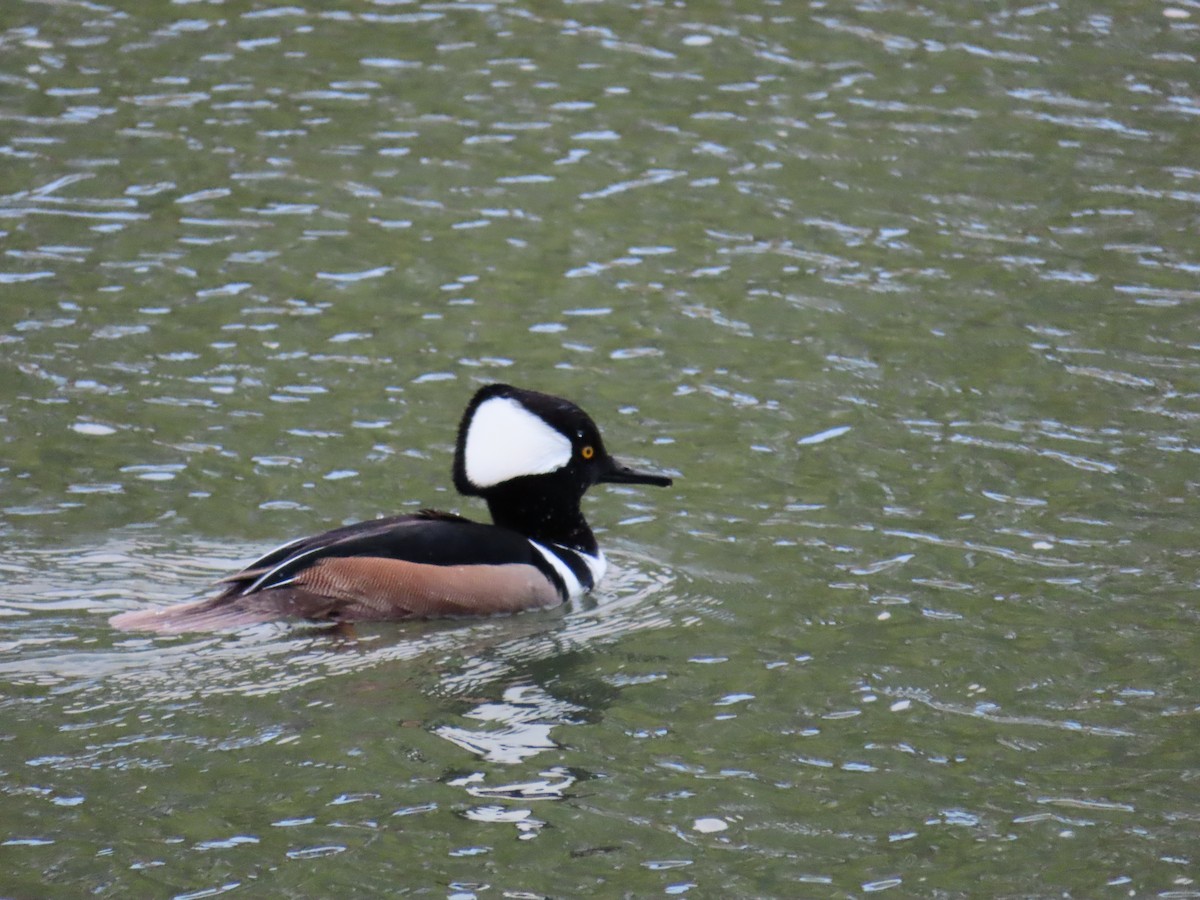 Hooded Merganser - ML648488425