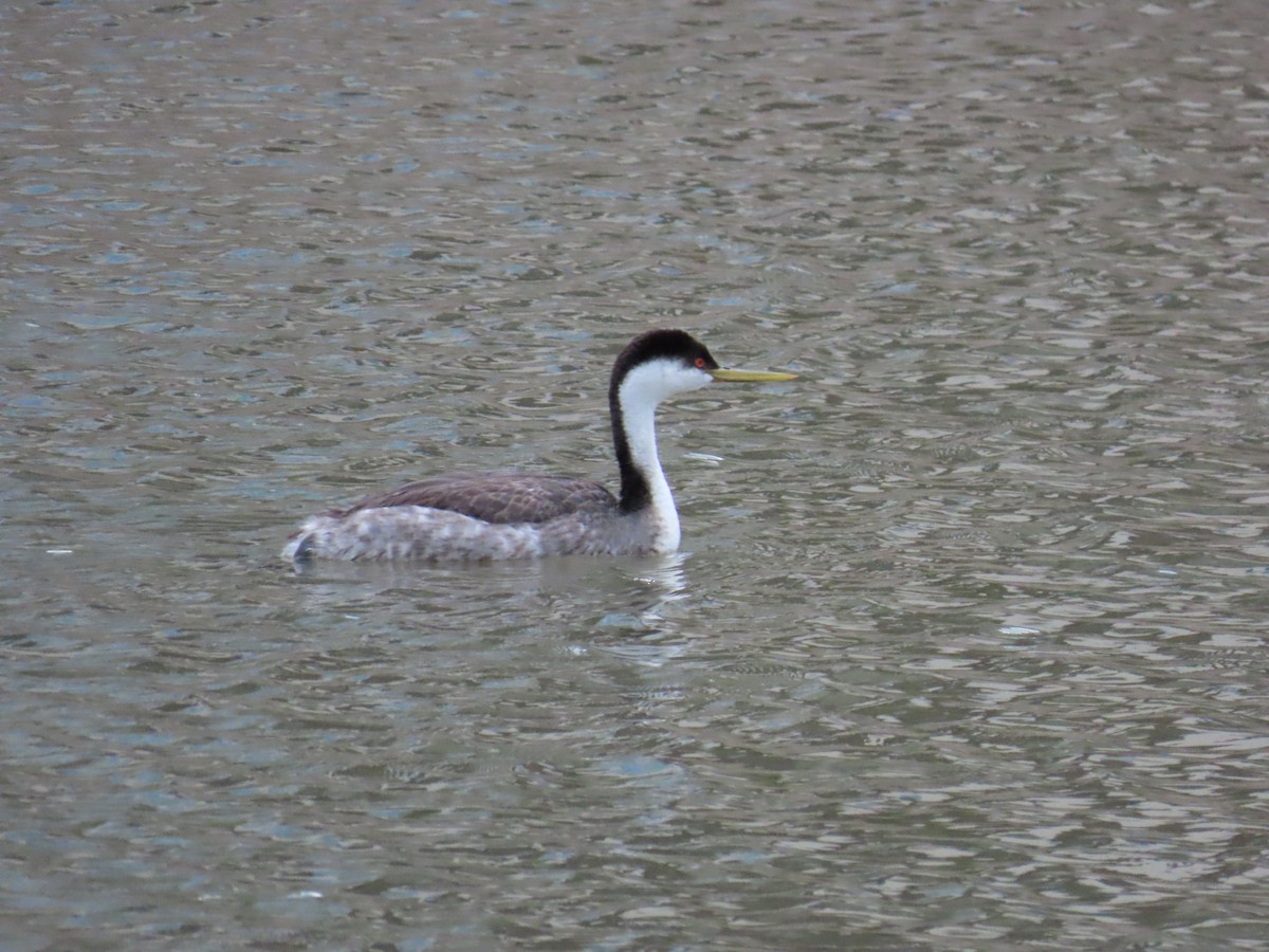 Western Grebe - ML648488437