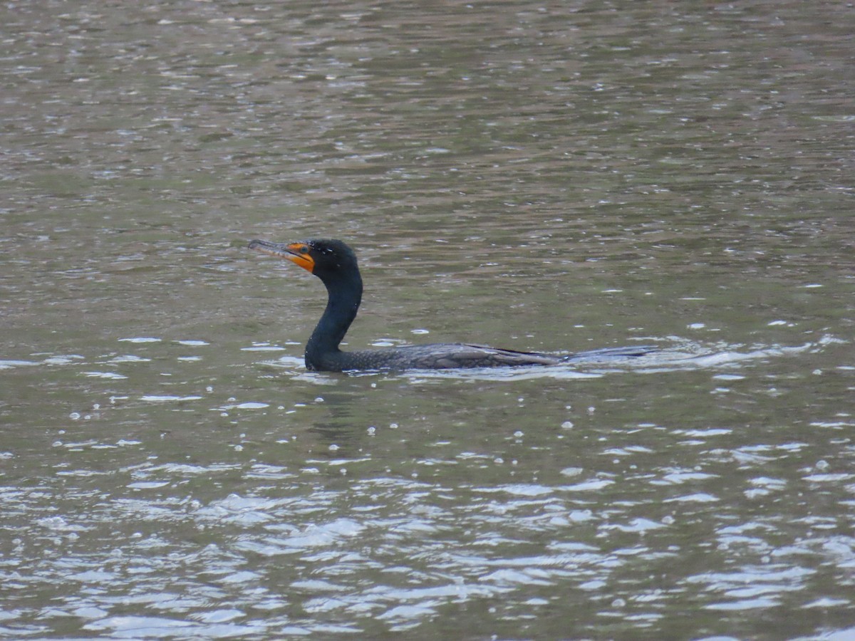 Double-crested Cormorant - ML648488443