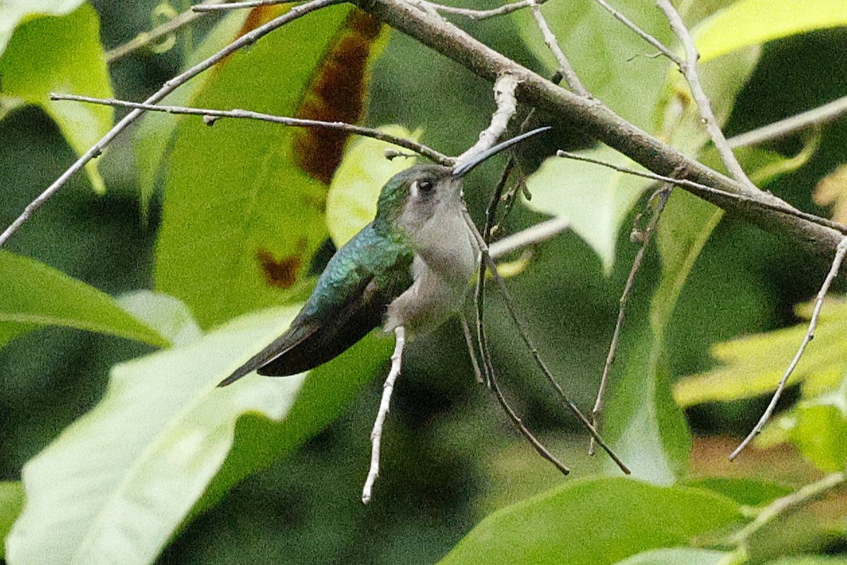 Wedge-tailed Sabrewing - ML648488600