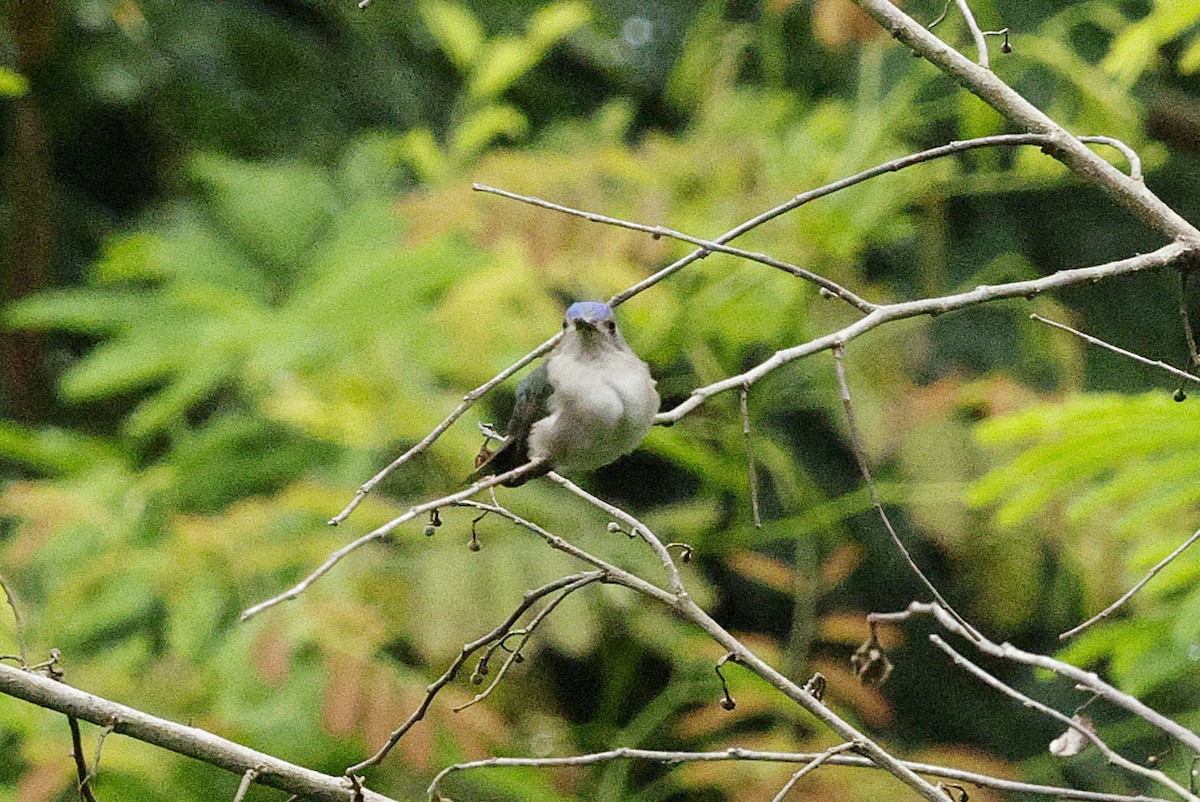 Wedge-tailed Sabrewing - ML648488602