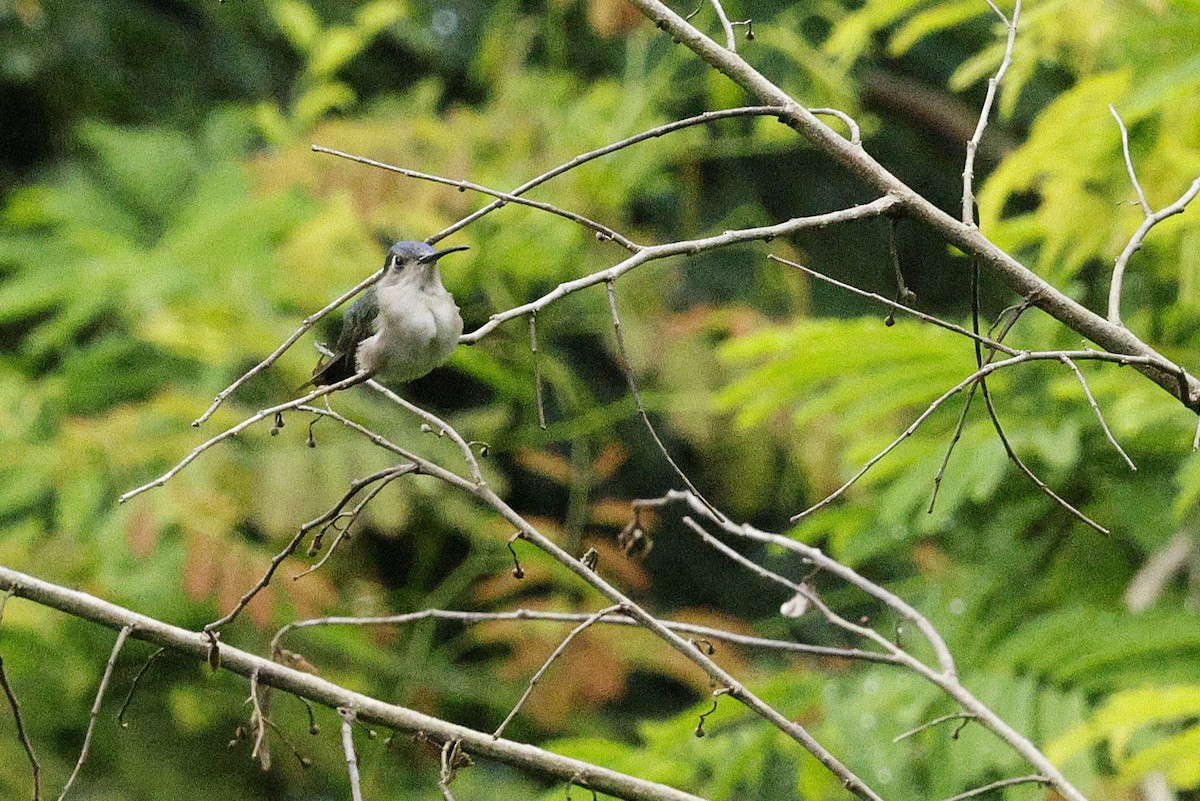 Wedge-tailed Sabrewing - ML648488609