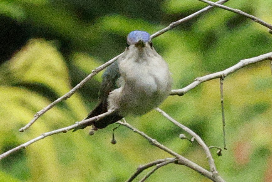 Wedge-tailed Sabrewing - ML648488625