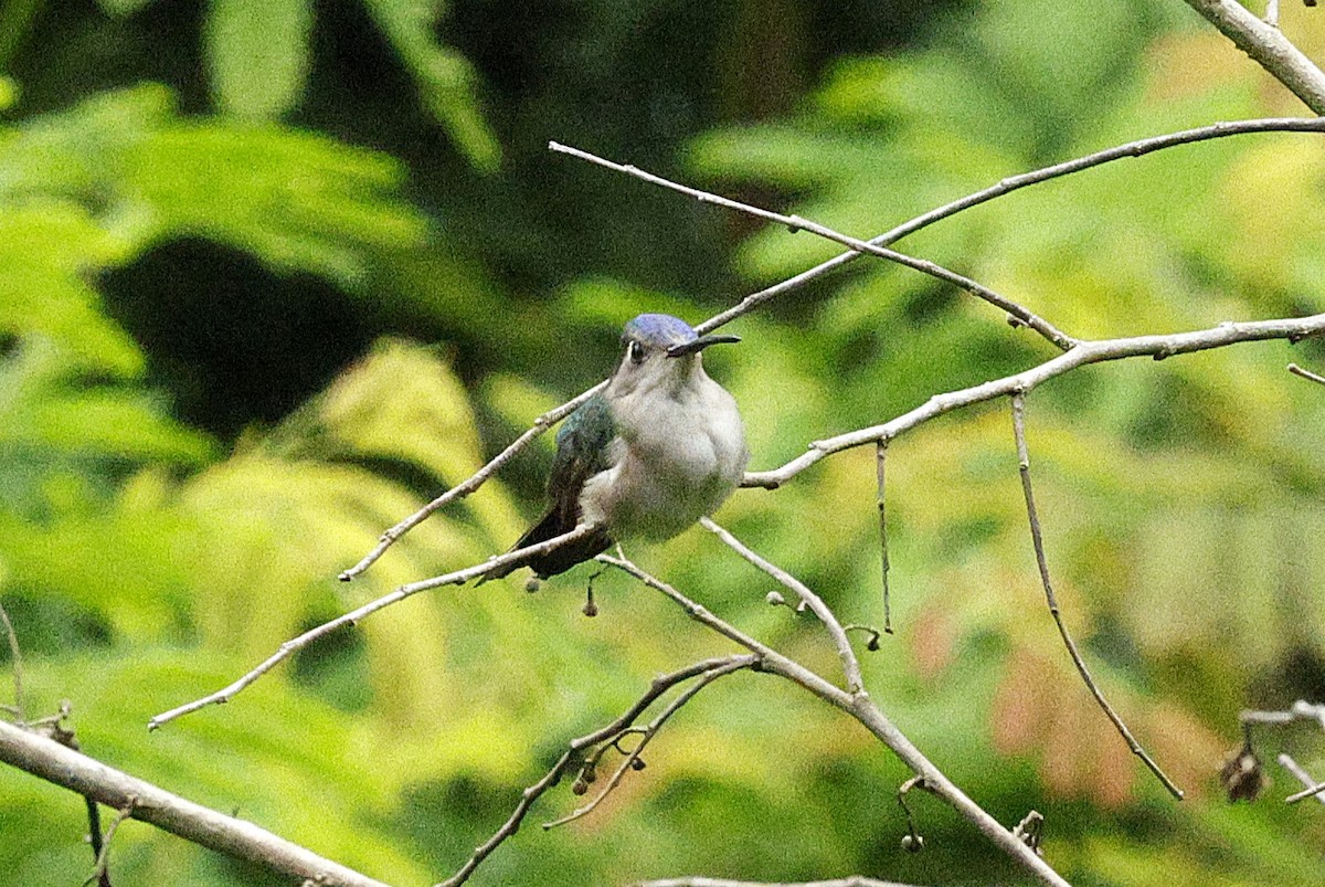 Wedge-tailed Sabrewing - ML648488632