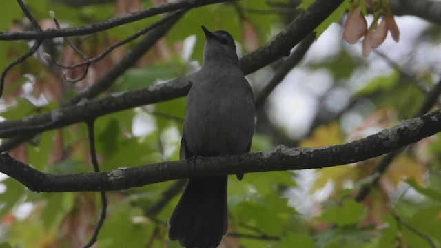 Moqueur chat - ML648488982