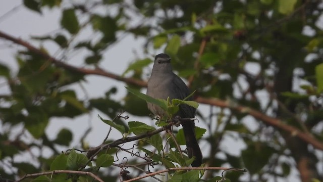 Moqueur chat - ML648488983